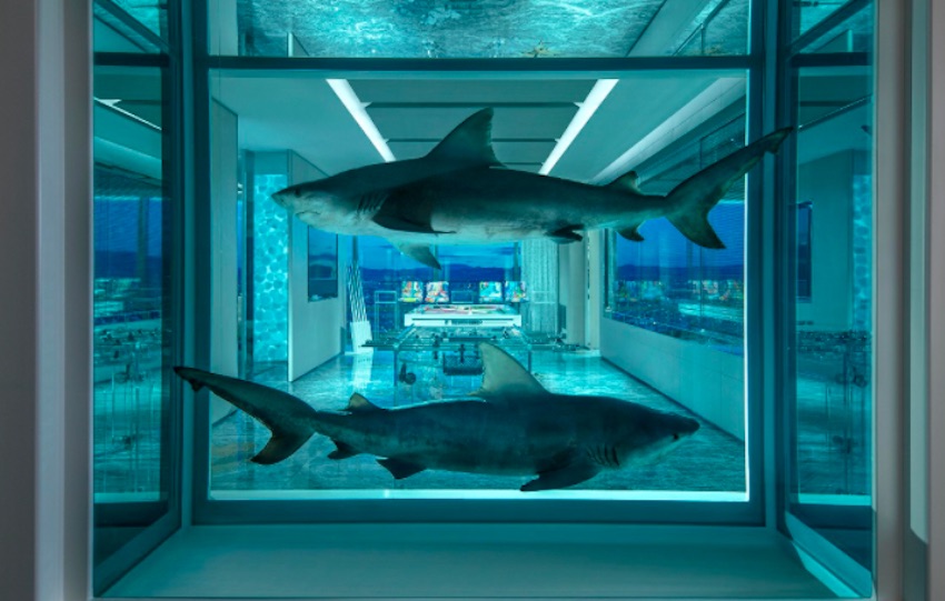 Bull Sharks Artwork by Damien Hirst